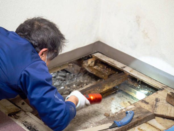 Best Mold Remediation  in Beardstown, IL