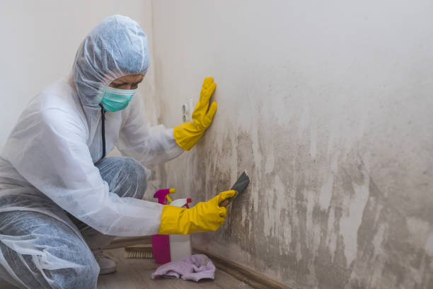 Best Mold Inspection  in Beardstown, IL