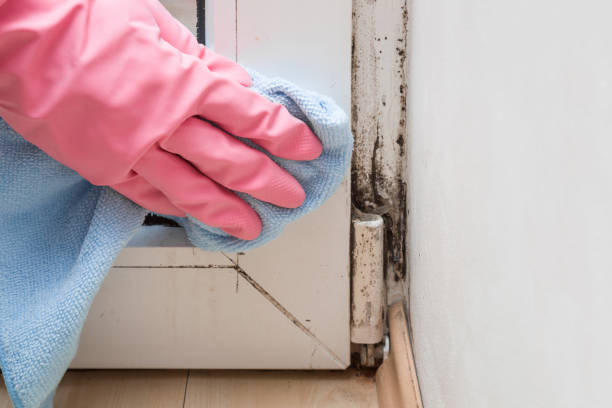 Best Residential Mold Removal  in Beardstown, IL