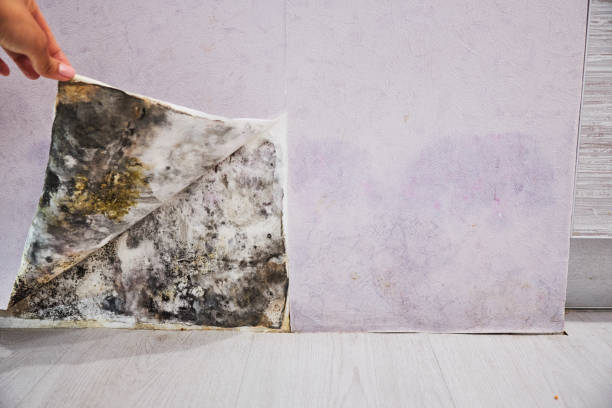 Best Toxic Mold Removal  in Beardstown, IL